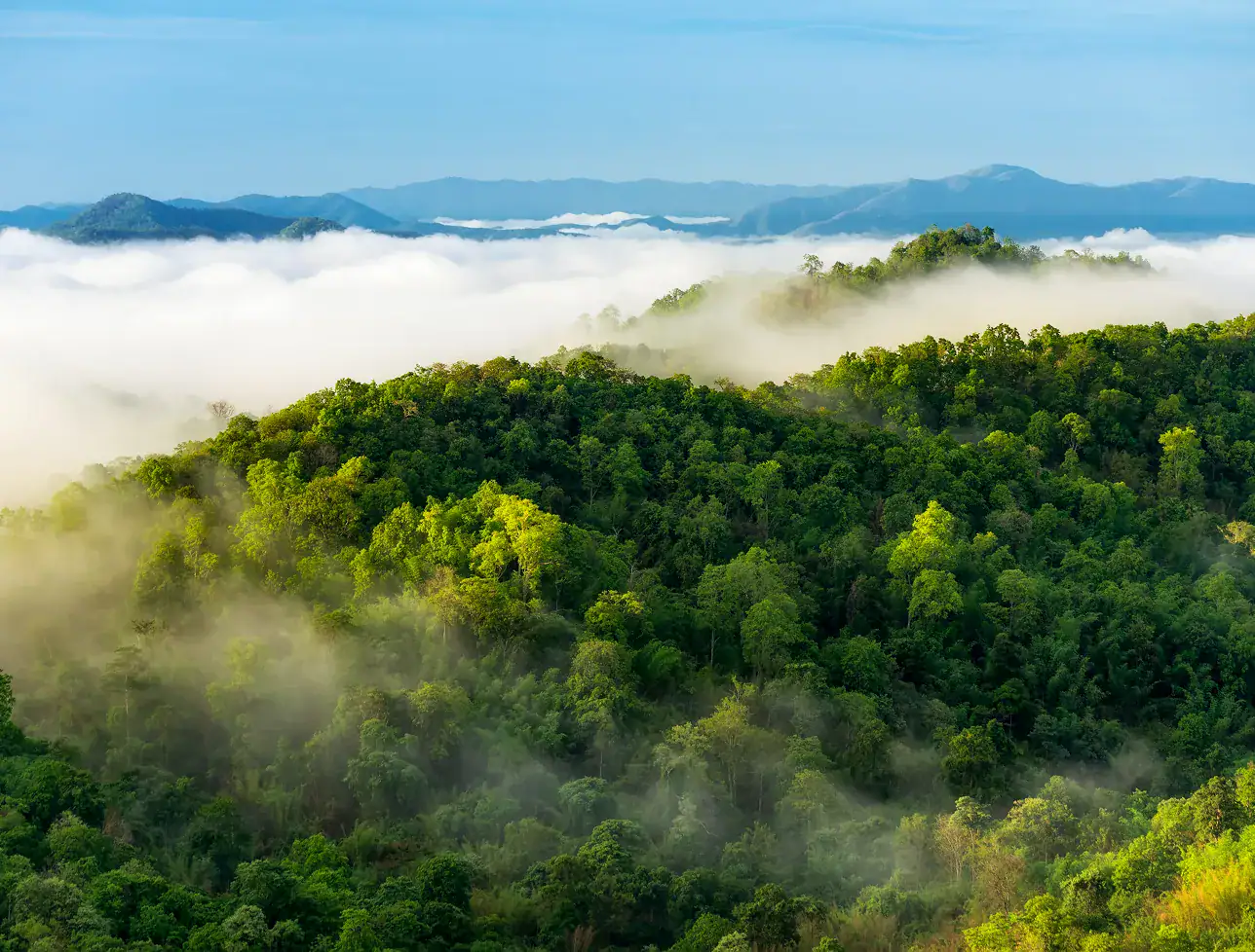 Waldlandschaft mit Nebel und Bergen im Hintergrund.