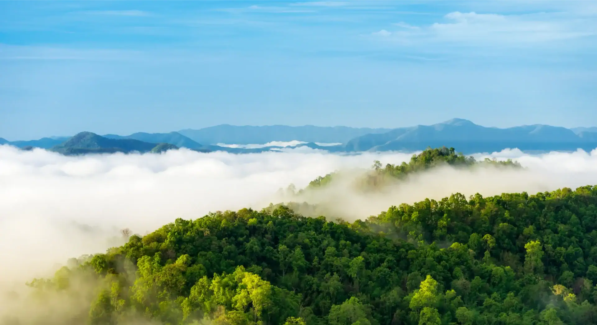 Berglandschaft mit Nebel und grünen Wäldern im Morgenlicht.