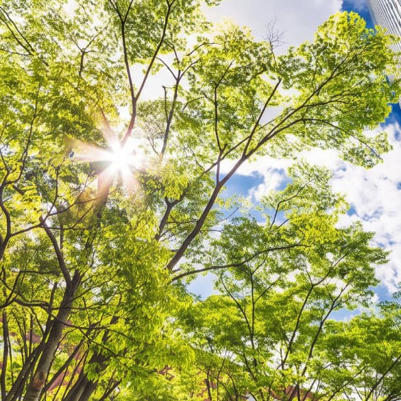 Baum mit grünen Blättern und Sonnenschein im Himmel.