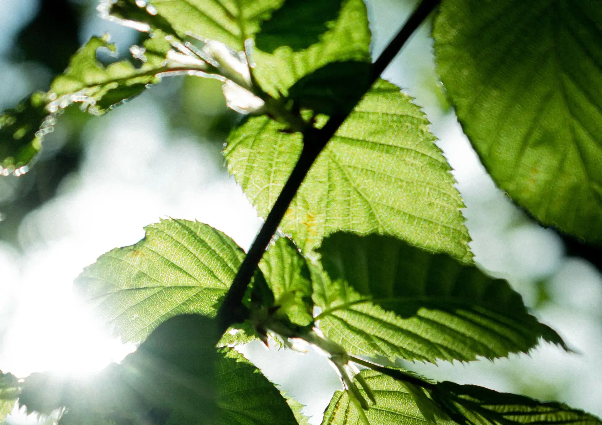 Grüne Blätter im Sonnenlicht, Nahaufnahme, Naturbild.